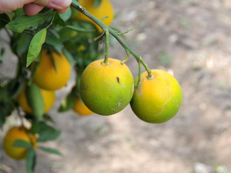 Using Drones to Prevent Citrus Greening